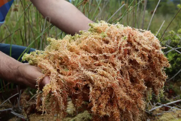 How Peat Forms
